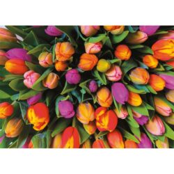 Puzzle Piatnik – 1000 pc – Tulipes